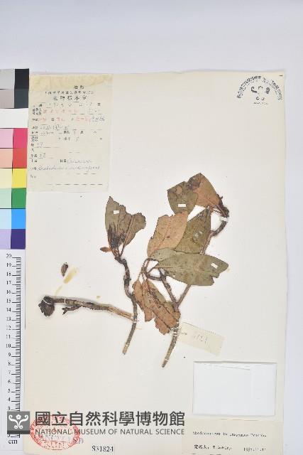 蜡葉杜鵑藏品圖，第1張