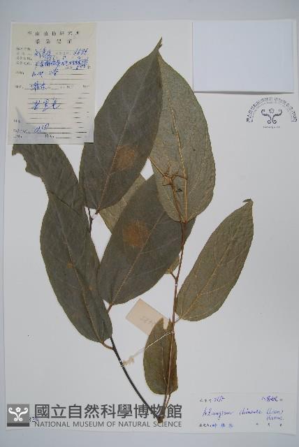 八角楓藏品圖，第1張