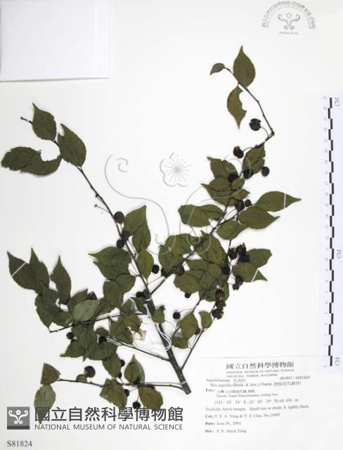 燈稱花、烏雞骨藏品圖，第1張