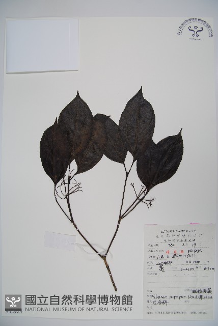 高山莢迷藏品圖，第1張