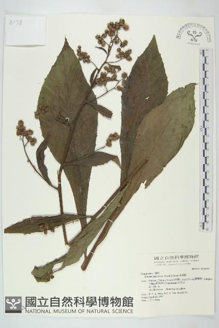 走馬胎藏品圖，第1張