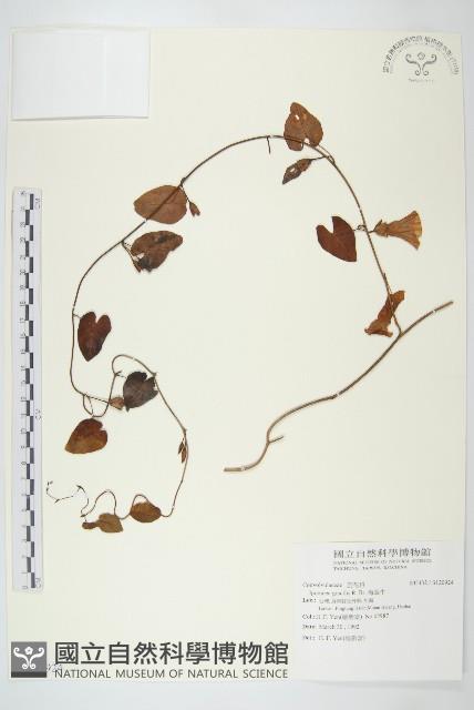 海牽牛藏品圖，第1張