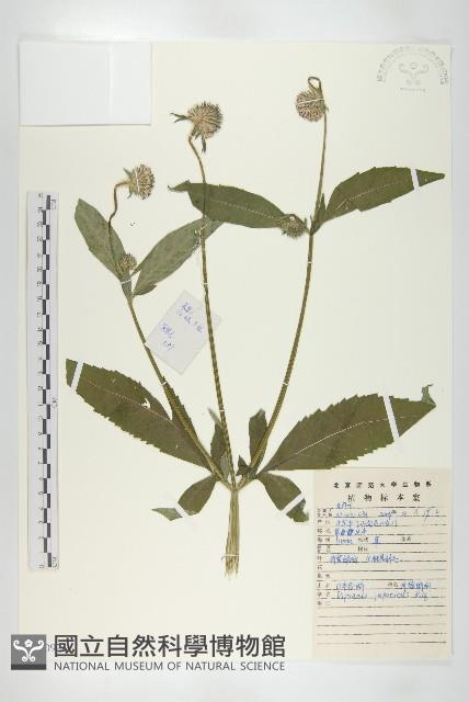 續斷藏品圖，第1張