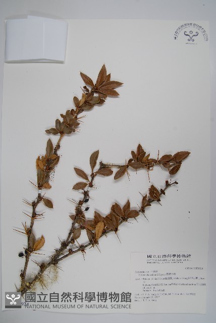 臺灣小蘗藏品圖，第1張