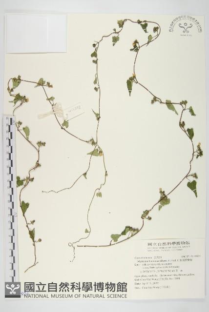 卵葉菜欒藤藏品圖，第1張