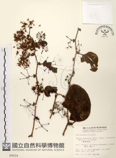 糙莖菝契藏品圖，第1張