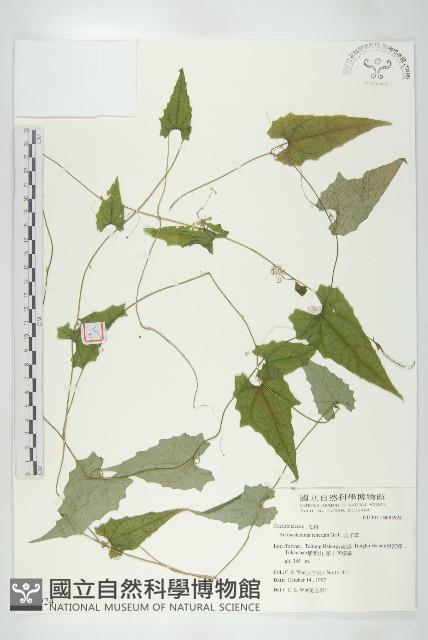 合子草藏品圖，第1張