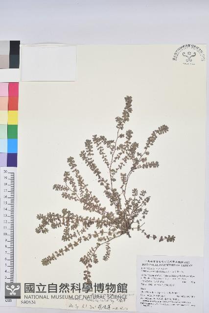 千根草藏品圖，第1張