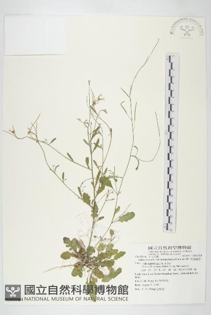 琴葉南芥藏品圖，第1張