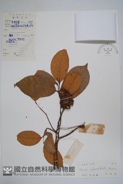 刺果紫玉盤藏品圖，第1張