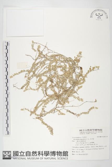 Accession Number:S119524 Collection Image, Figure 1, Total 5 Figures