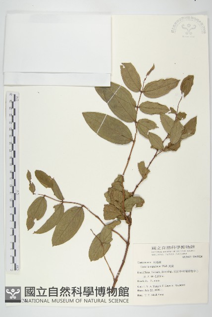 馬桑藏品圖，第1張