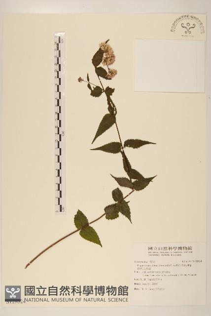 田代氏澤蘭藏品圖，第1張