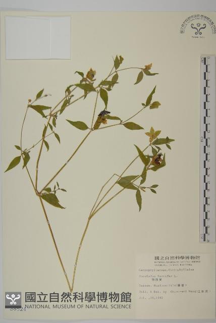 狗筋蔓藏品圖，第1張