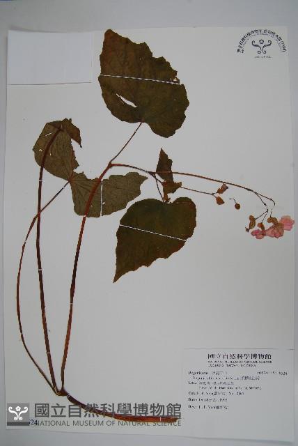 溪頭秋海棠藏品圖，第1張