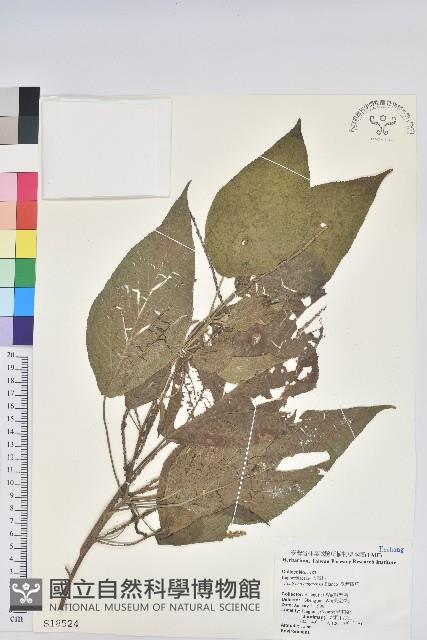 臺灣鐵莧藏品圖，第1張