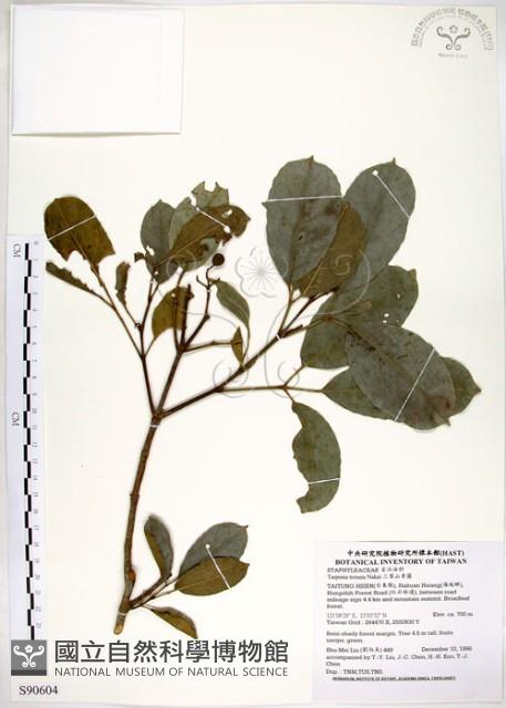 三葉山香圓藏品圖，第1張