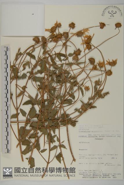 登錄號:S080604藏品圖，第1張