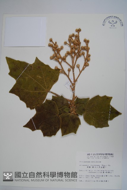 華參、裡白八角金盤藏品圖，第1張
