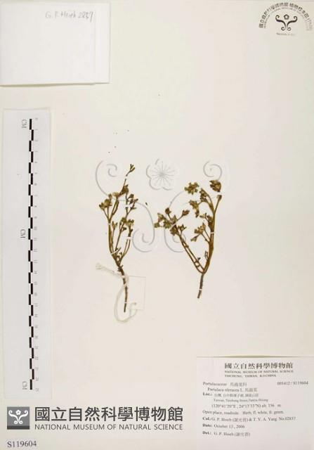 馬齒莧藏品圖，第1張