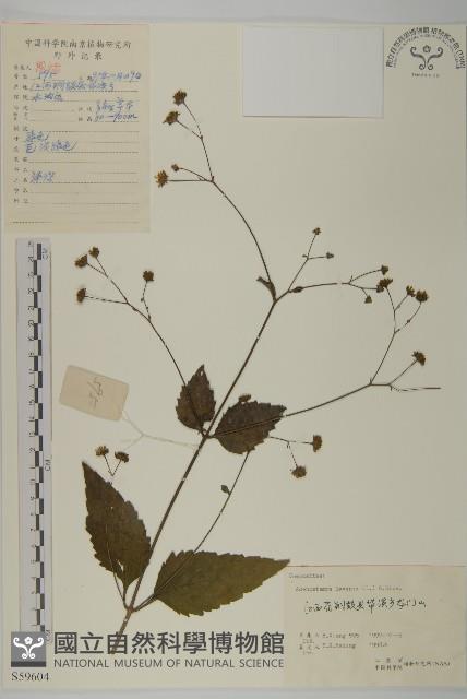 下田菊藏品圖，第1張