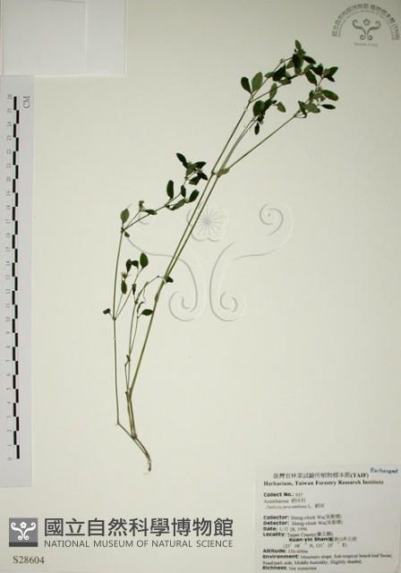 爵床藏品圖，第1張