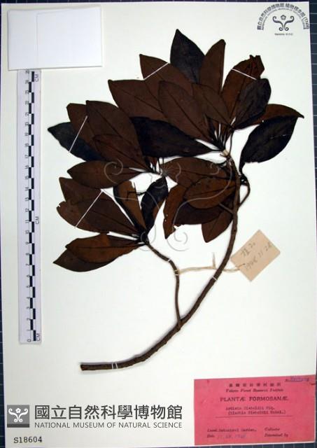 樹杞藏品圖，第1張