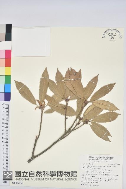 赤皮、赤皮椆藏品圖，第1張