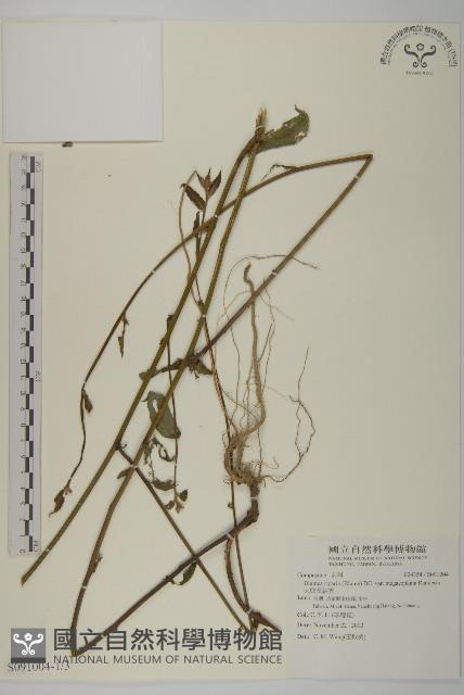 大頭艾納香藏品圖，第1張