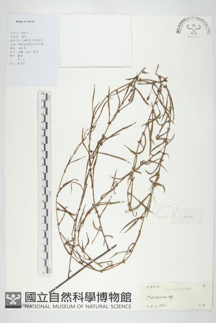 登錄號:S129004藏品圖，第1張