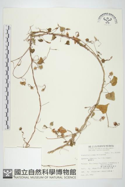 野牽牛藏品圖，第1張