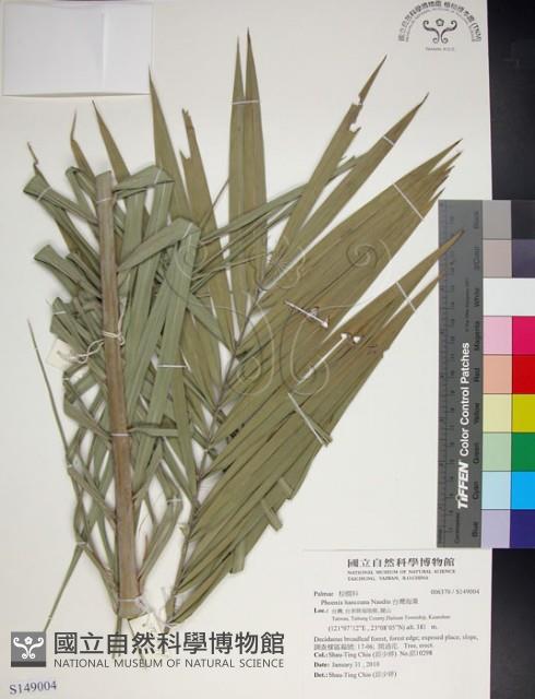 台灣海棗藏品圖，第1張