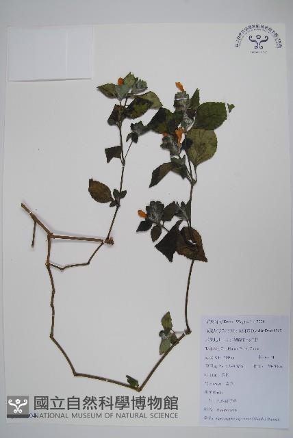 九頭獅子草藏品圖，第1張