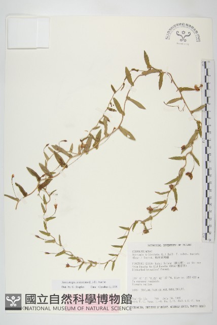 戟葉菜欒藤藏品圖，第1張