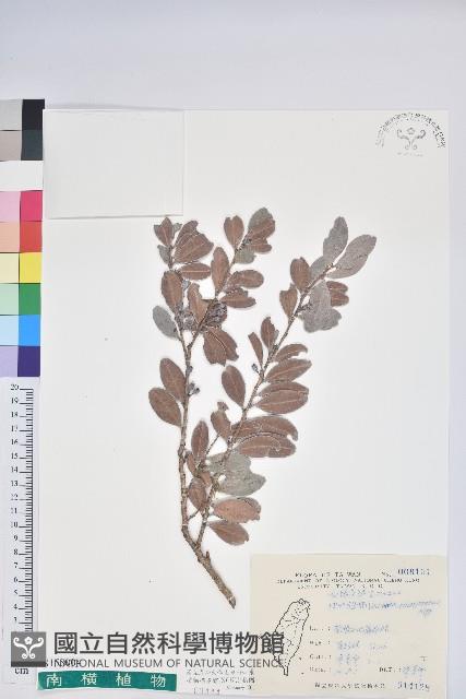 凹葉越橘藏品圖，第1張