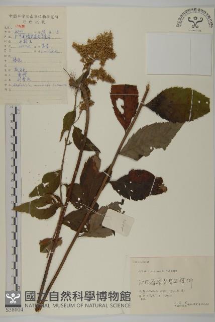 珍珠蒿、奇蒿藏品圖，第1張