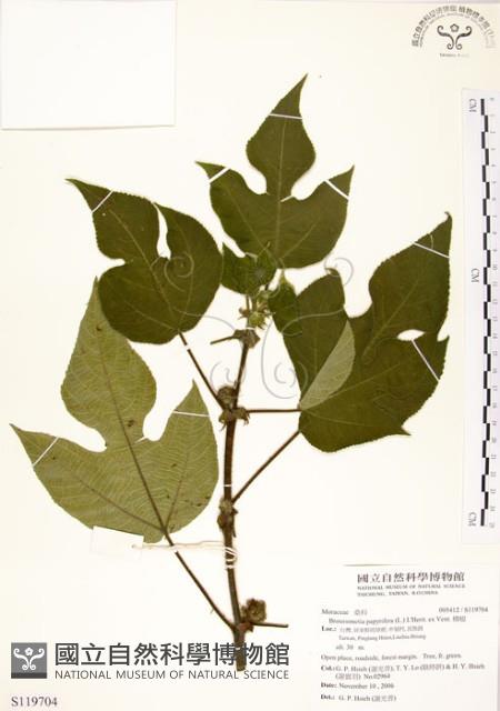 構樹藏品圖，第1張