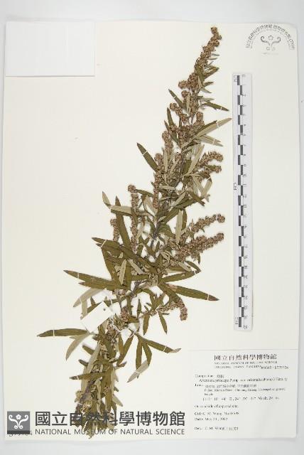 野艾蒿藏品圖，第1張