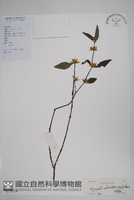 柳葉水蓑衣藏品圖，第1張