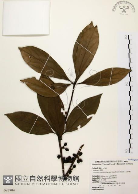 五掌楠藏品圖，第1張