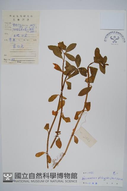 空心蓮子草藏品圖，第1張