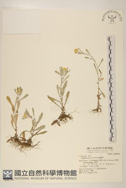 鼠麴草藏品圖，第1張