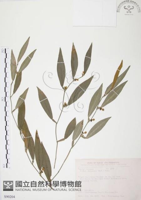 柚葉藤藏品圖，第1張