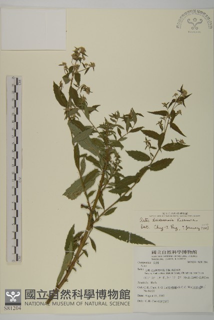 臺灣馬蘭藏品圖，第1張