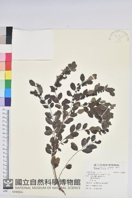 紅仔珠藏品圖，第1張