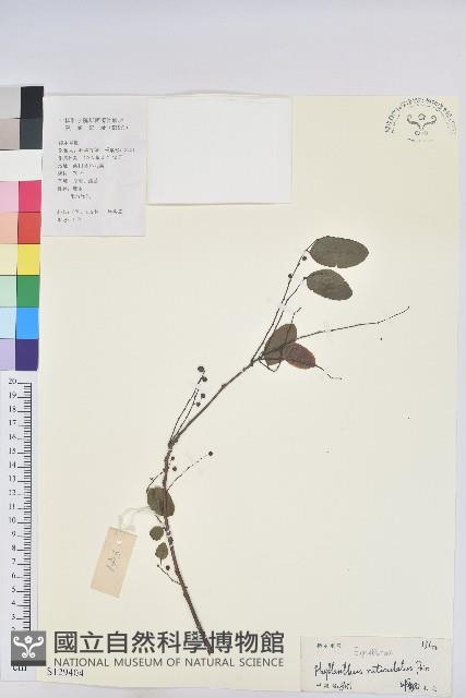 龍眼睛藏品圖，第1張