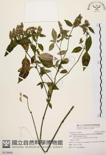 臺灣鱗球花藏品圖，第1張