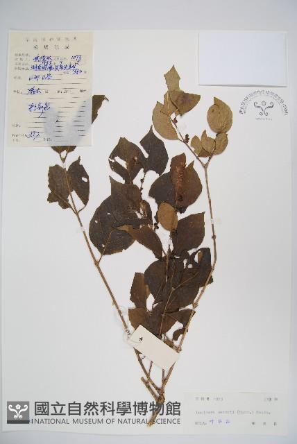 金銀忍冬藏品圖，第1張