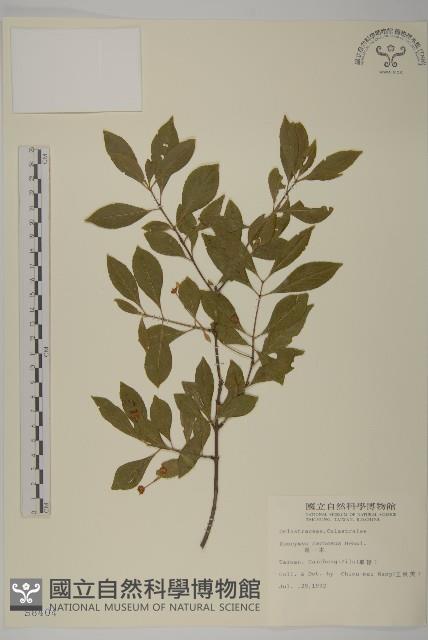 厚葉衛矛, 源一木藏品圖，第1張