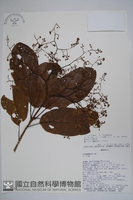 登錄號:S018404藏品圖，第1張